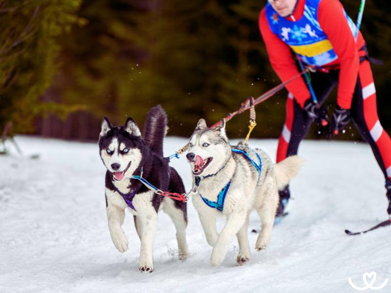 Psi-plemena-vhodna-na-skijoring (2)